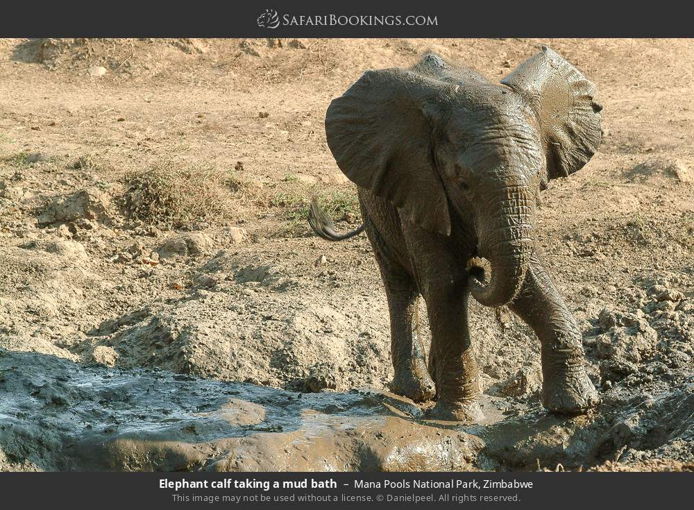 Elephant calf taking a mud bath in Mana Pools National Park, Zimbabwe