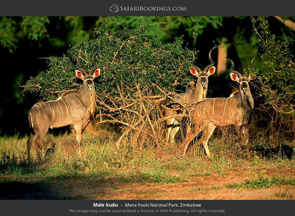Male kudu in Mana Pools National Park, Zimbabwe