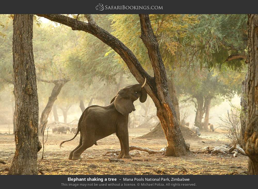 Elephant shaking a tree in Mana Pools National Park, Zimbabwe