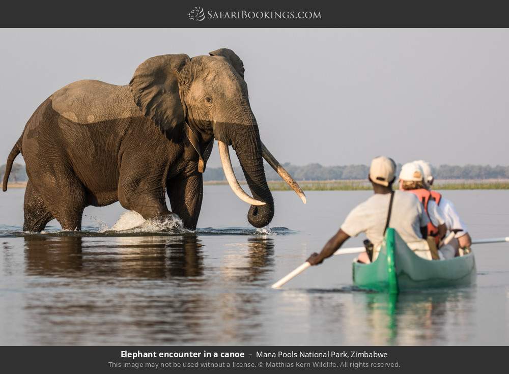 Elephant encounter in a canoe in Mana Pools National Park, Zimbabwe