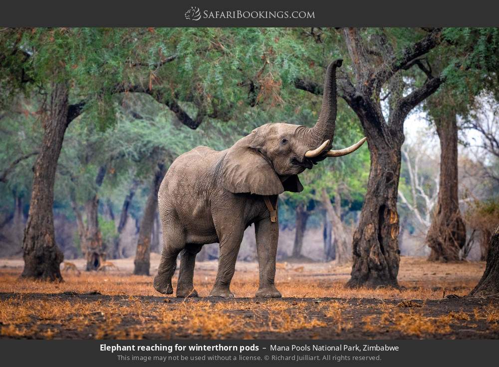 Elephant reaching for winterthorn pods in Mana Pools National Park, Zimbabwe