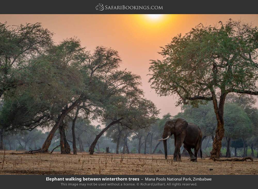 Elephant walking between winterthorn trees in Mana Pools National Park, Zimbabwe