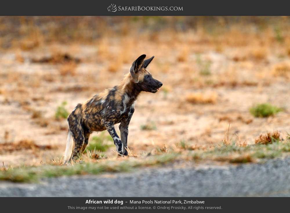 African wild dog in Mana Pools National Park, Zimbabwe