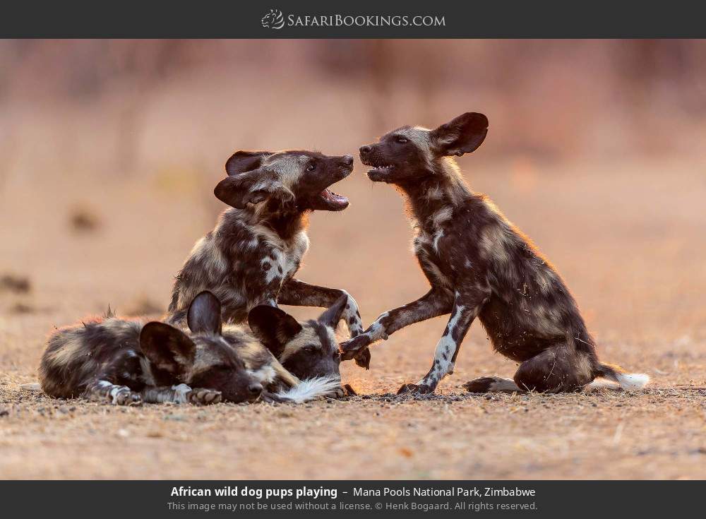 African wild dog pups playing in Mana Pools National Park, Zimbabwe