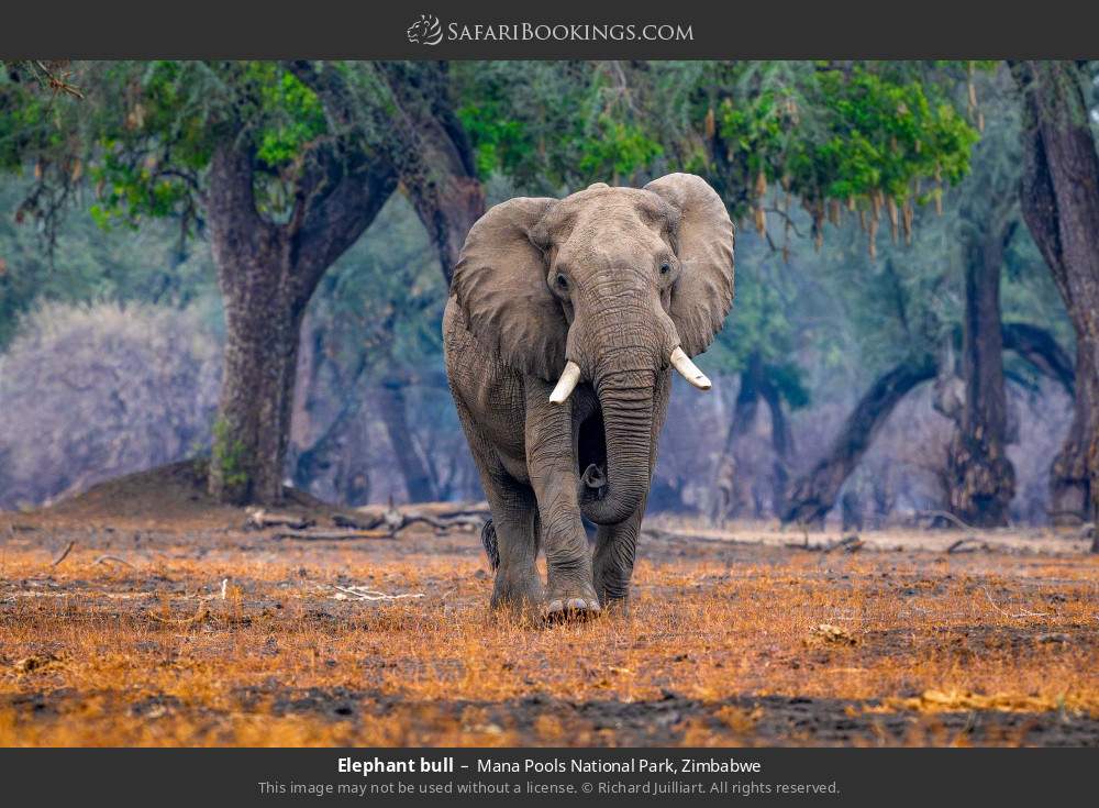 Elephant bull in Mana Pools National Park, Zimbabwe