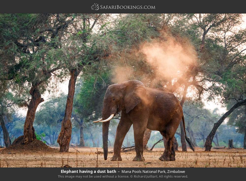 Elephant having a dust bath in Mana Pools National Park, Zimbabwe
