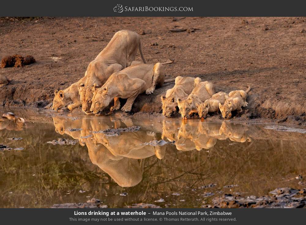 Lions drinking at a waterhole in Mana Pools National Park, Zimbabwe