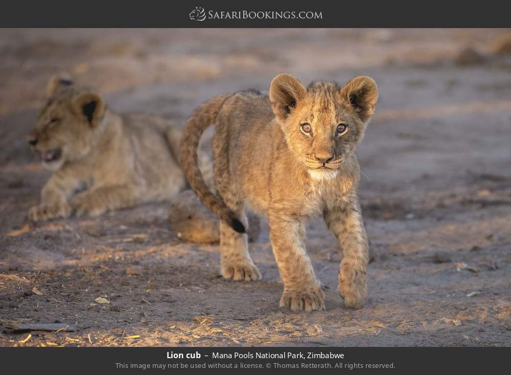 Lion cub in Mana Pools National Park, Zimbabwe
