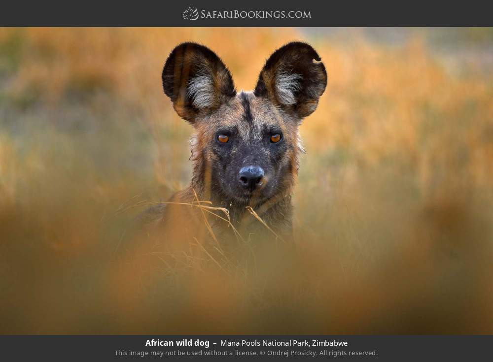 African wild dog in Mana Pools National Park, Zimbabwe