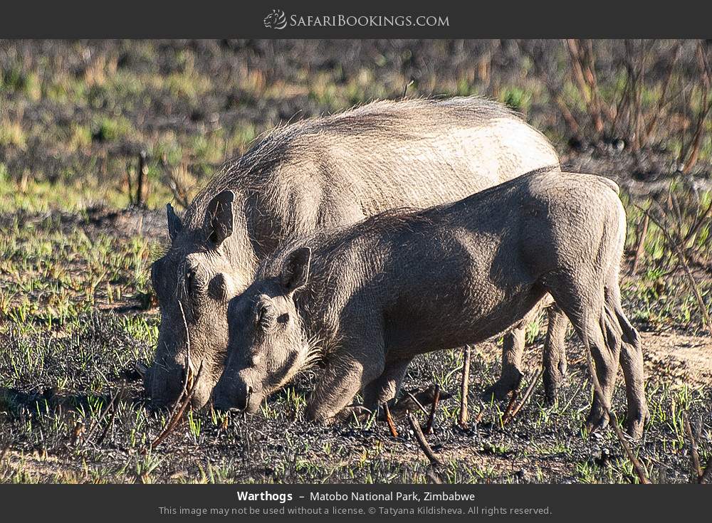 Warthogs in Matobo National Park, Zimbabwe