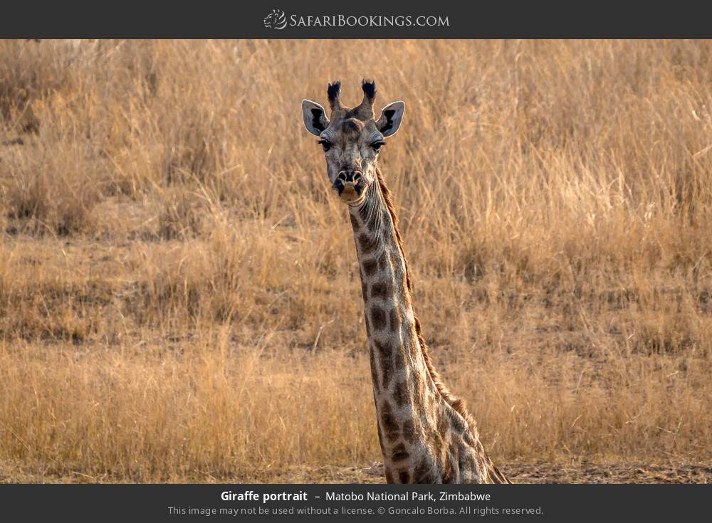 Giraffe portrait in Matobo National Park, Zimbabwe