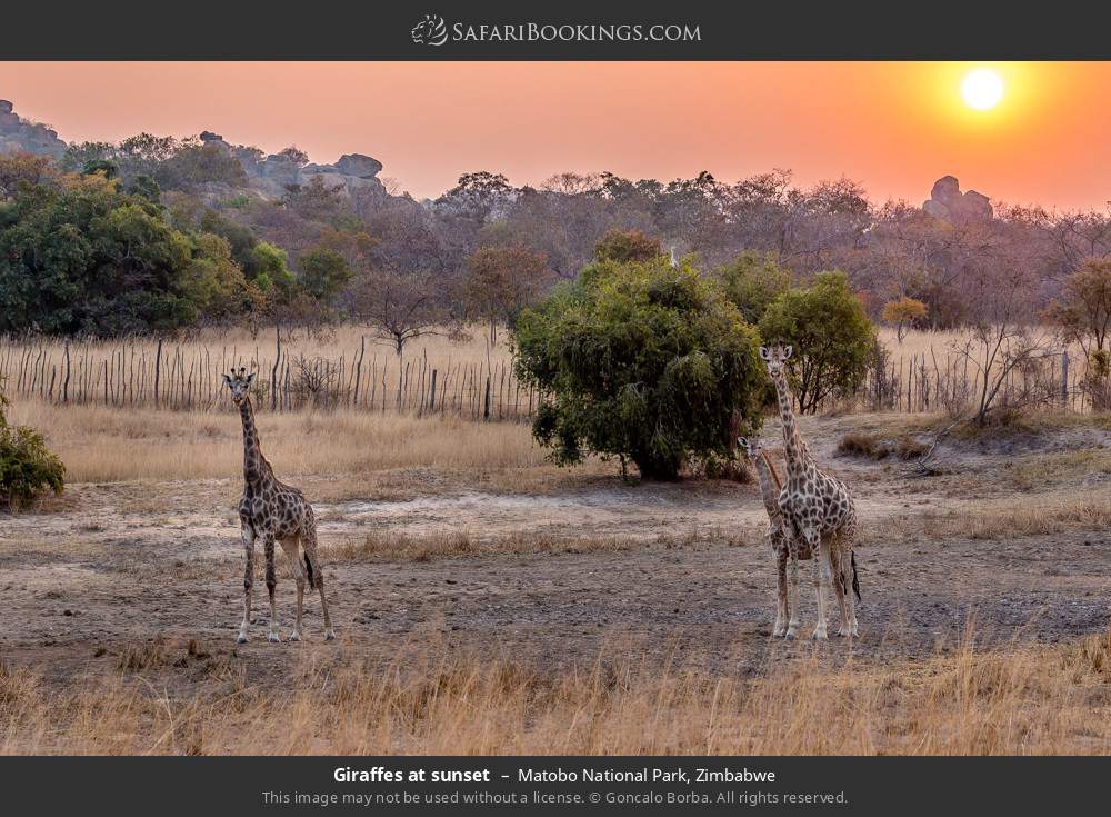 Giraffes at sunset in Matobo National Park, Zimbabwe