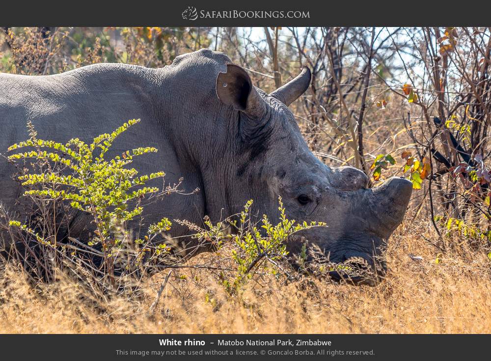 White rhino in Matobo National Park, Zimbabwe