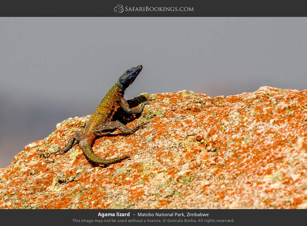 Agama lizard in Matobo National Park, Zimbabwe