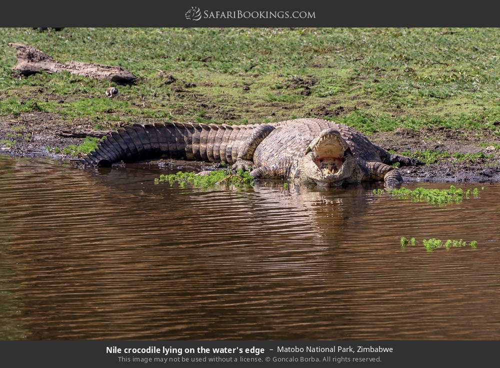 Nile crocodile lying on the water's edge in Matobo National Park, Zimbabwe