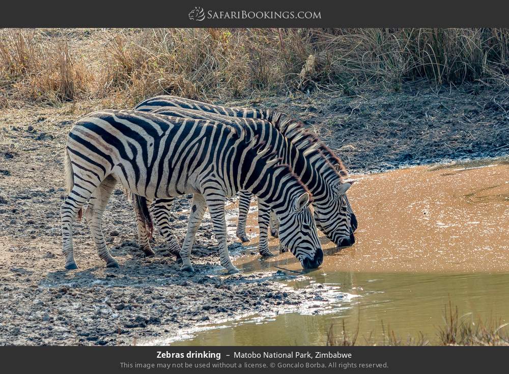 Zebras drinking in Matobo National Park, Zimbabwe
