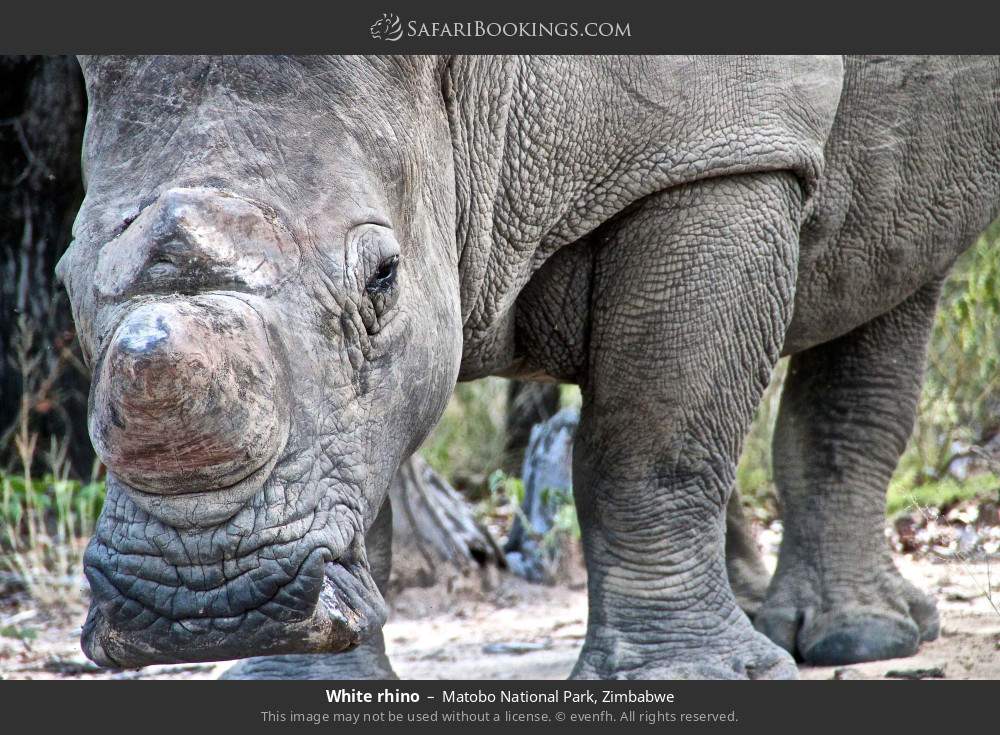 White rhino in Matobo National Park, Zimbabwe