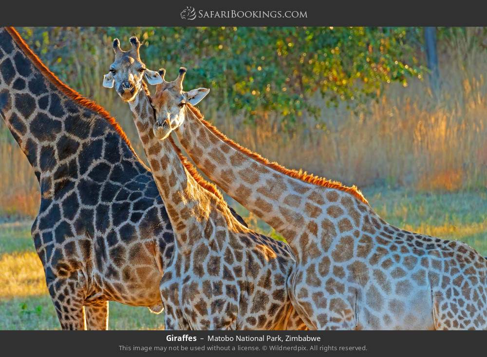 Giraffes in Matobo National Park, Zimbabwe