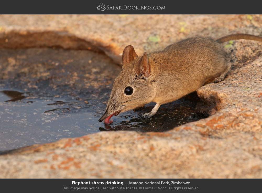 Elephant shrew drinking in Matobo National Park, Zimbabwe