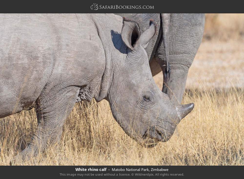 White rhino calf in Matobo National Park, Zimbabwe