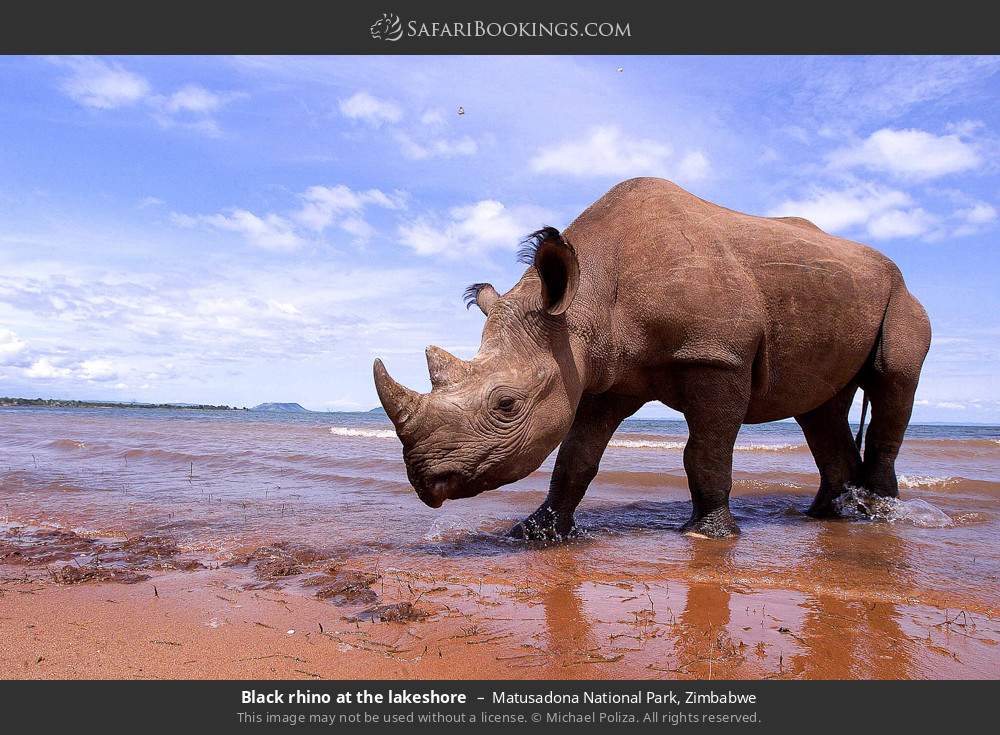Black rhino at the lake shore in Matusadona National Park, Zimbabwe