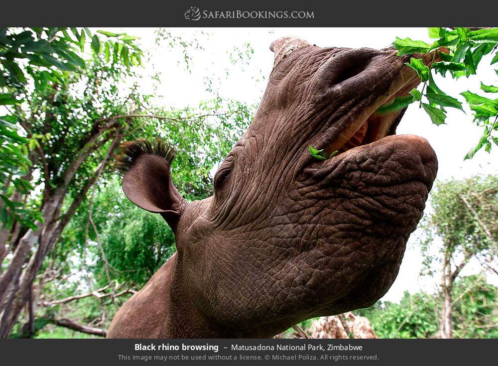Black rhino browsing in Matusadona National Park, Zimbabwe