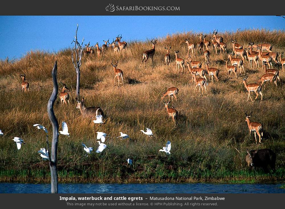 Impala, waterbuck and cattle egrets in Matusadona National Park, Zimbabwe