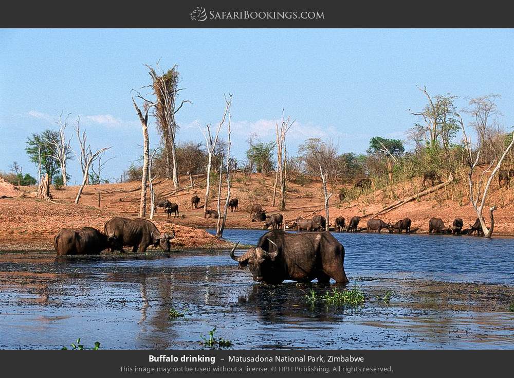 Buffalo drinking in Matusadona National Park, Zimbabwe