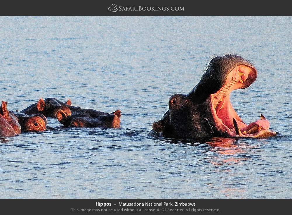 Hippos in Matusadona National Park, Zimbabwe