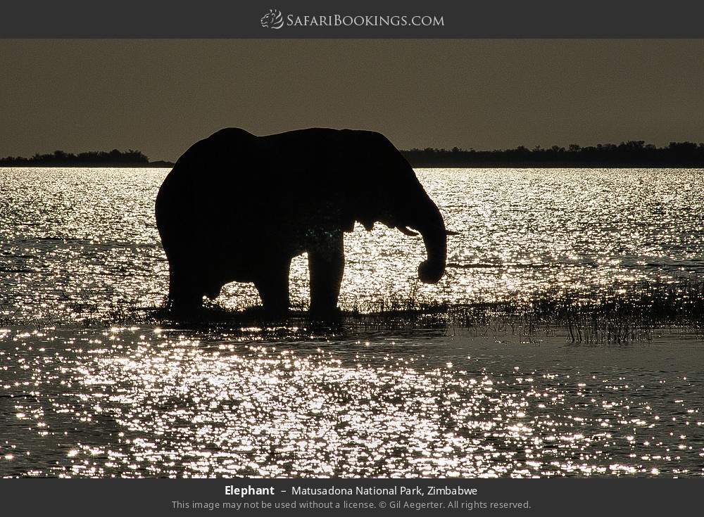 Elephant in Matusadona National Park, Zimbabwe