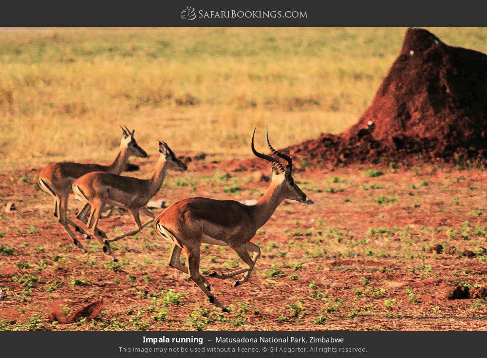 Impala running in Matusadona National Park, Zimbabwe