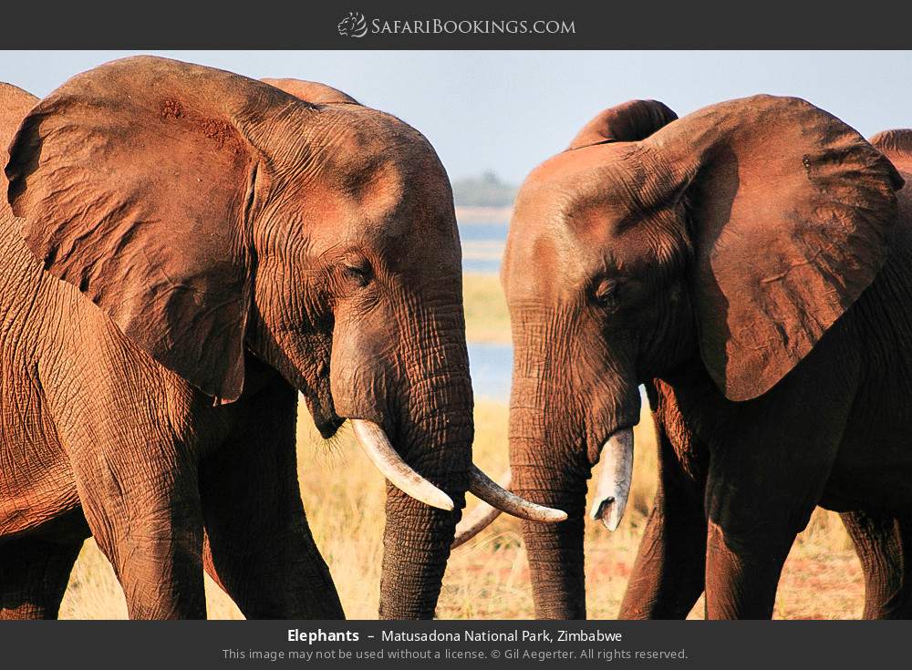 Elephants in Matusadona National Park, Zimbabwe