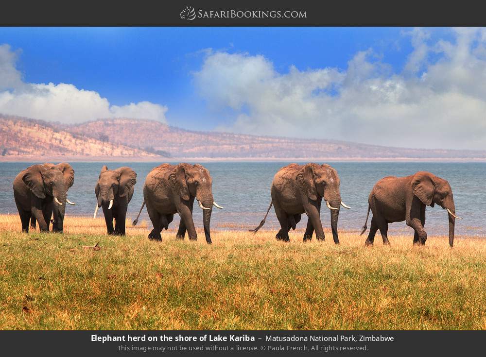 Elephant herd on the shore of Lake Kariba in Matusadona National Park, Zimbabwe