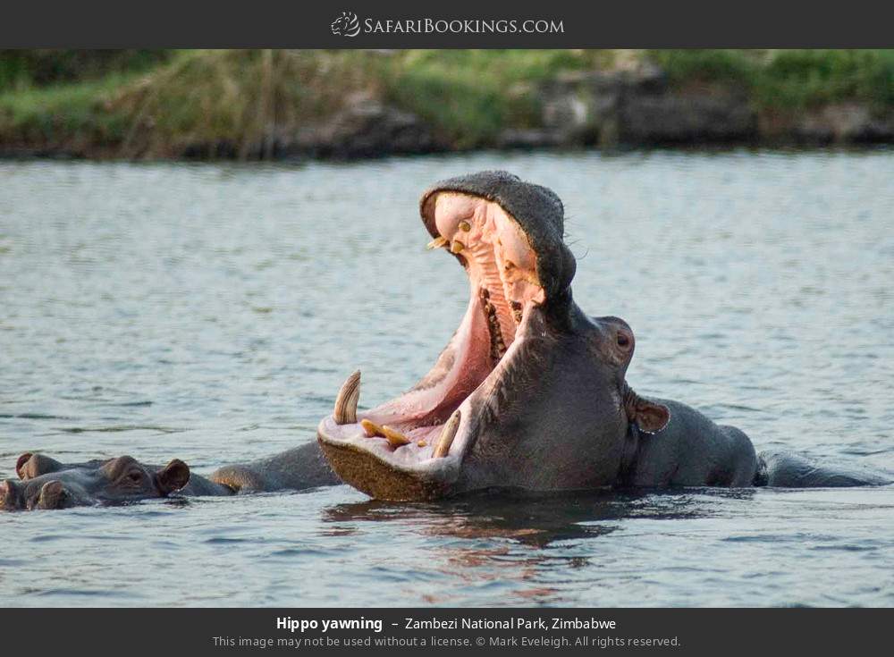 Hippo yawning in Zambezi National Park, Zimbabwe