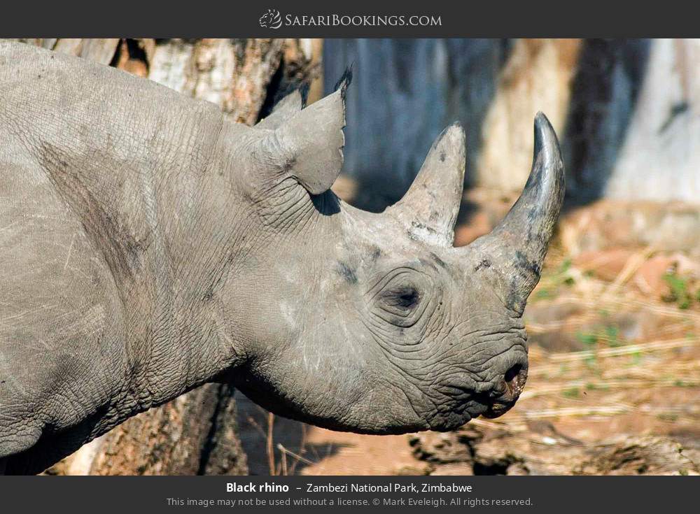 Black rhino in Zambezi National Park, Zimbabwe