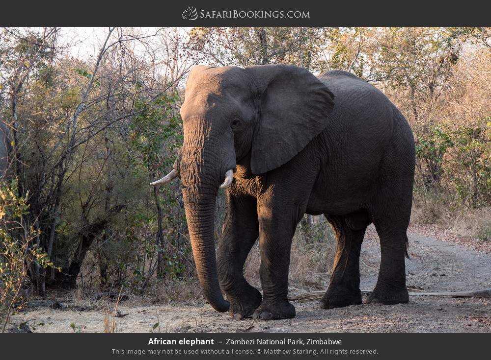 African elephant in Zambezi National Park, Zimbabwe