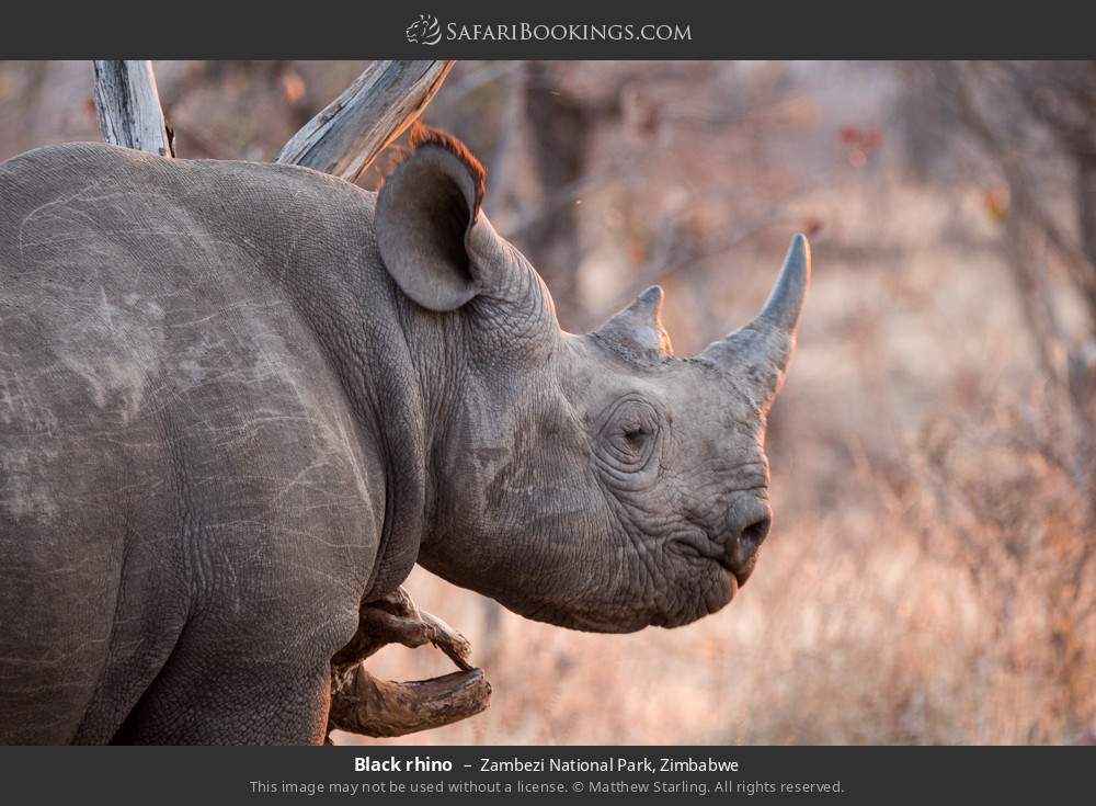 Black rhino in Zambezi National Park, Zimbabwe