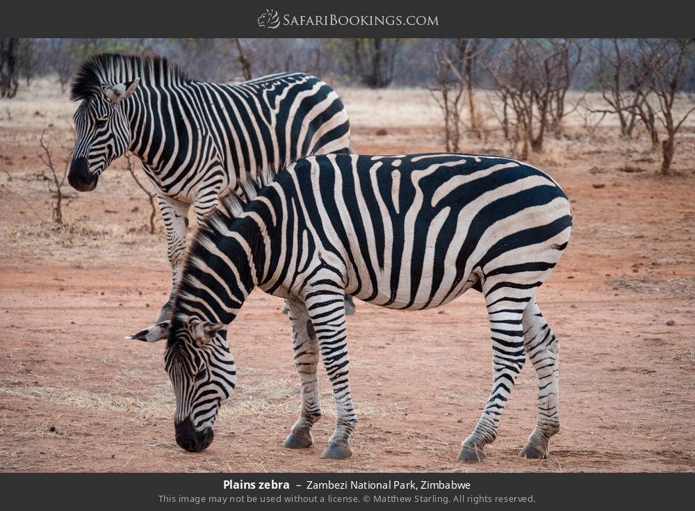 Plains zebra in Zambezi National Park, Zimbabwe