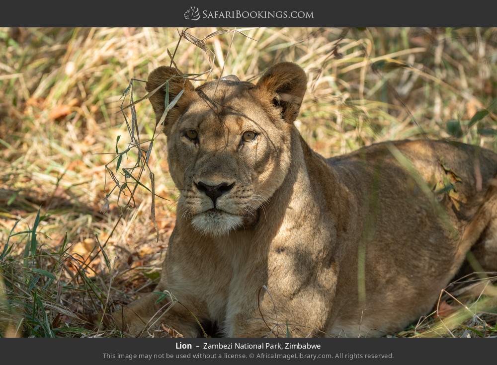 Lion in Zambezi National Park, Zimbabwe