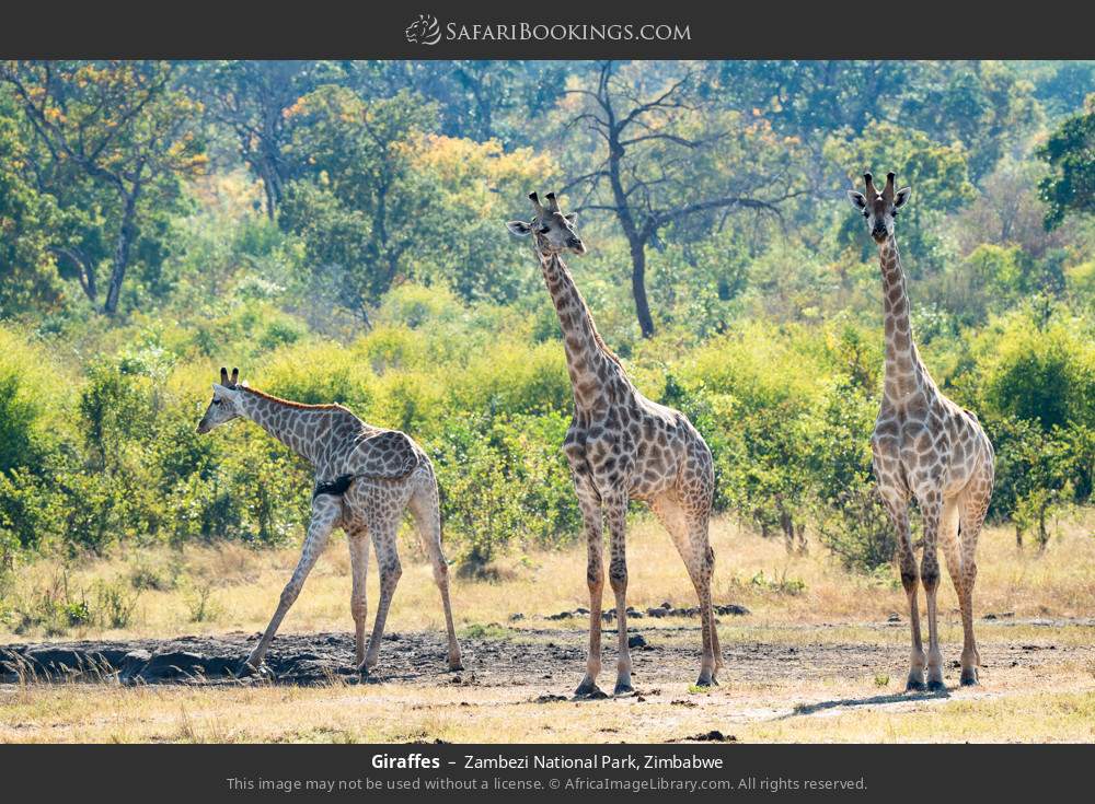 Giraffes in Zambezi National Park, Zimbabwe