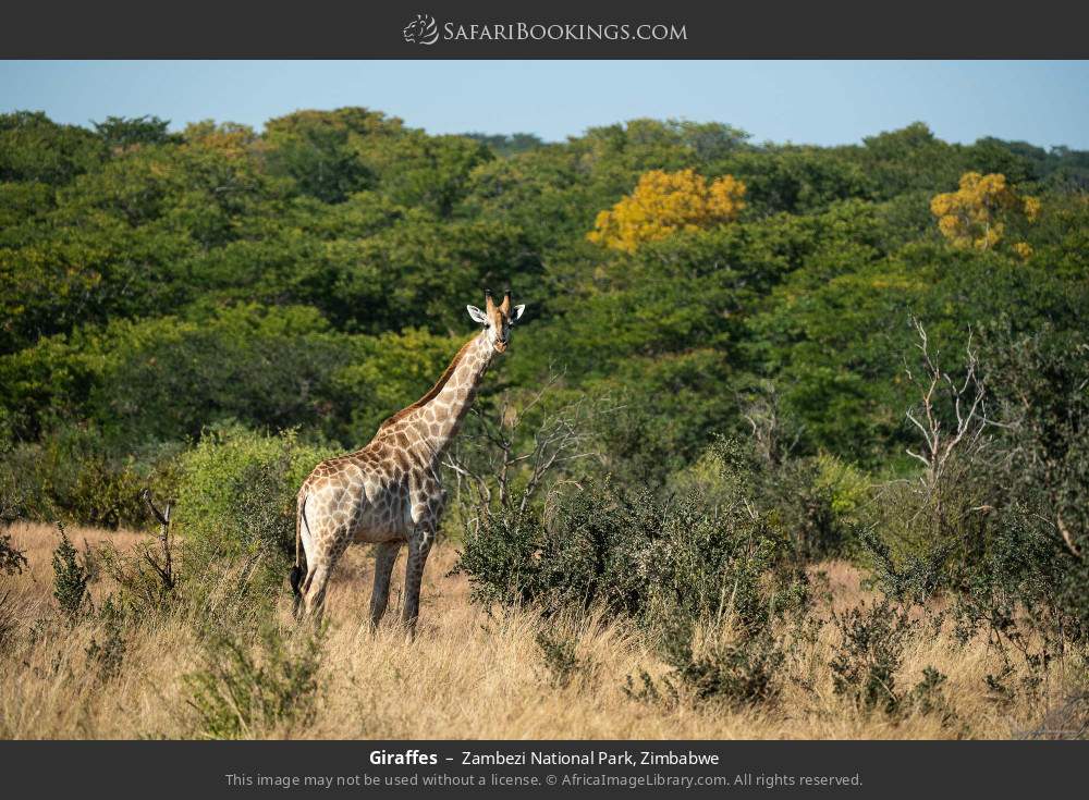 Giraffes in Zambezi National Park, Zimbabwe