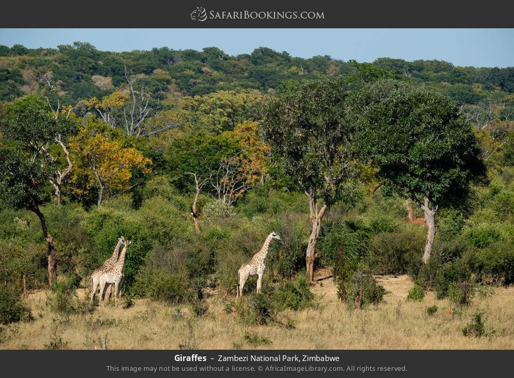 Giraffes in Zambezi National Park, Zimbabwe