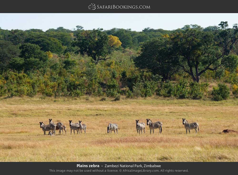 Plains zebra in Zambezi National Park, Zimbabwe