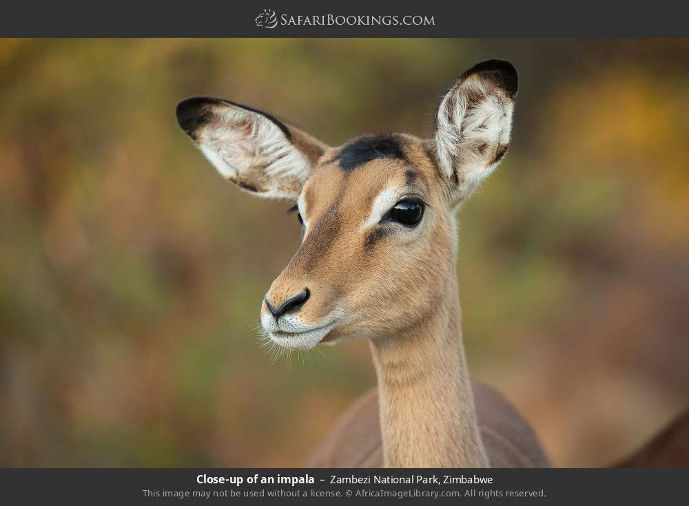 Close-up of an impala in Zambezi National Park, Zimbabwe