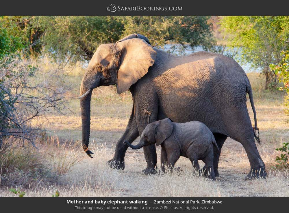 Mother and baby elephant walking in Zambezi National Park, Zimbabwe