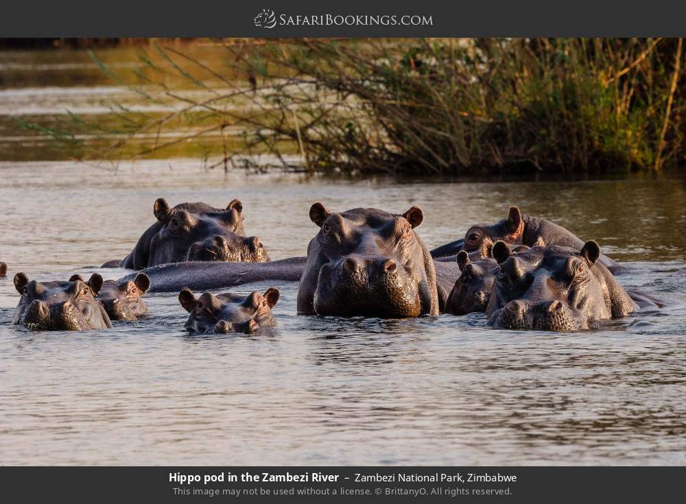 Hippo pod in the Zambezi River in Zambezi National Park, Zimbabwe