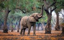 Elephant reaching for winterthorn pods