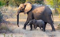 Zambezi National Park