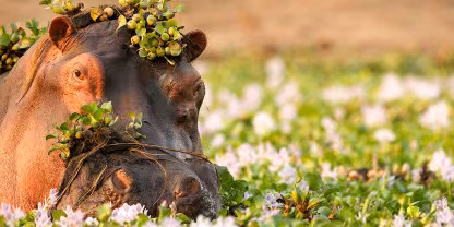 Mana Pools National Park