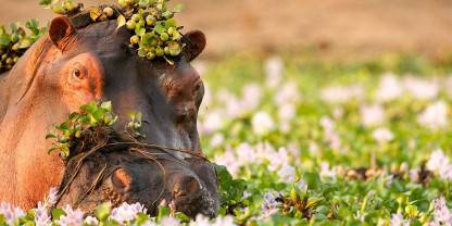 Mana Pools National Park